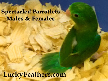 , Rare Parrotlets, Parrotlets for sale